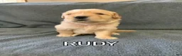Golden Retriever dogs for sale: Rudy - Ad 4