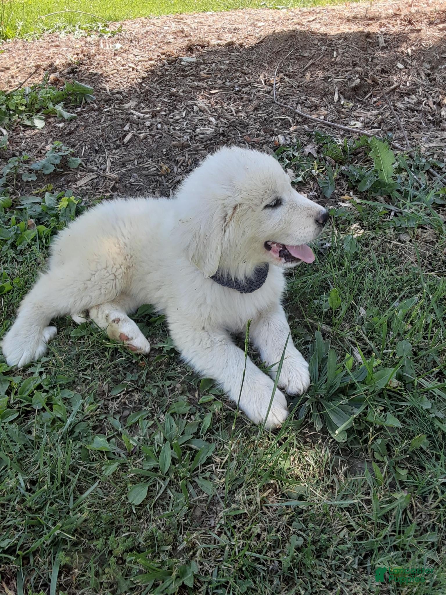 Great Pyrenees dogs Dixon - Ad 2