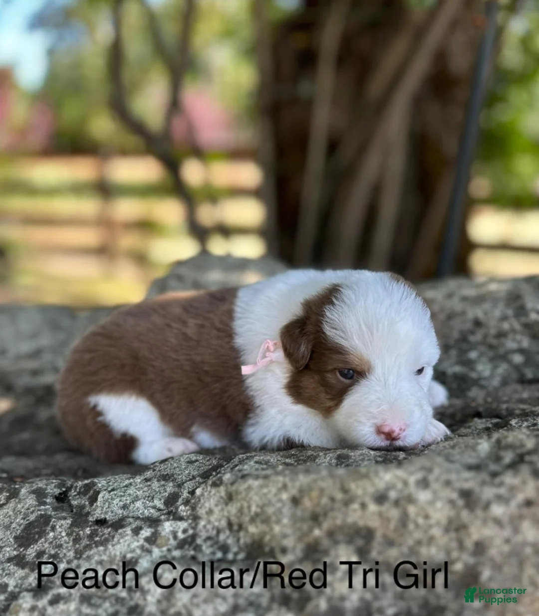 Australian Shepherd dogs for sale: Peach - Ad 1