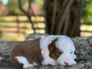 Australian Shepherd dogs Peach - Ad 6