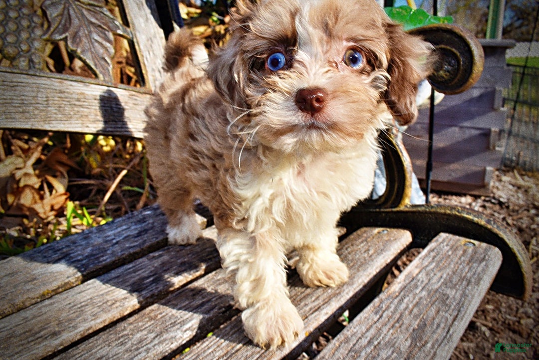 Havapoo dogs for sale: Olivia - Ad 6