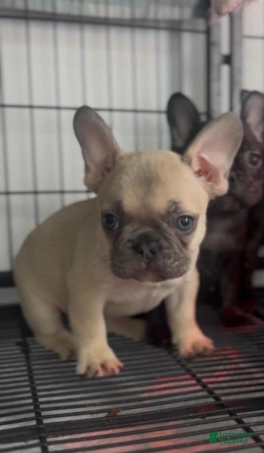 French Bulldog dogs French Bulldog Puppy 5 - Ad 36