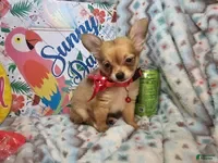 Chihuahua dogs Express Yourself (LH) male - Ad 42