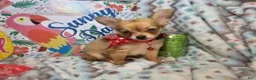 Chihuahua dogs for sale: Express Yourself (LH) male - Ad 1