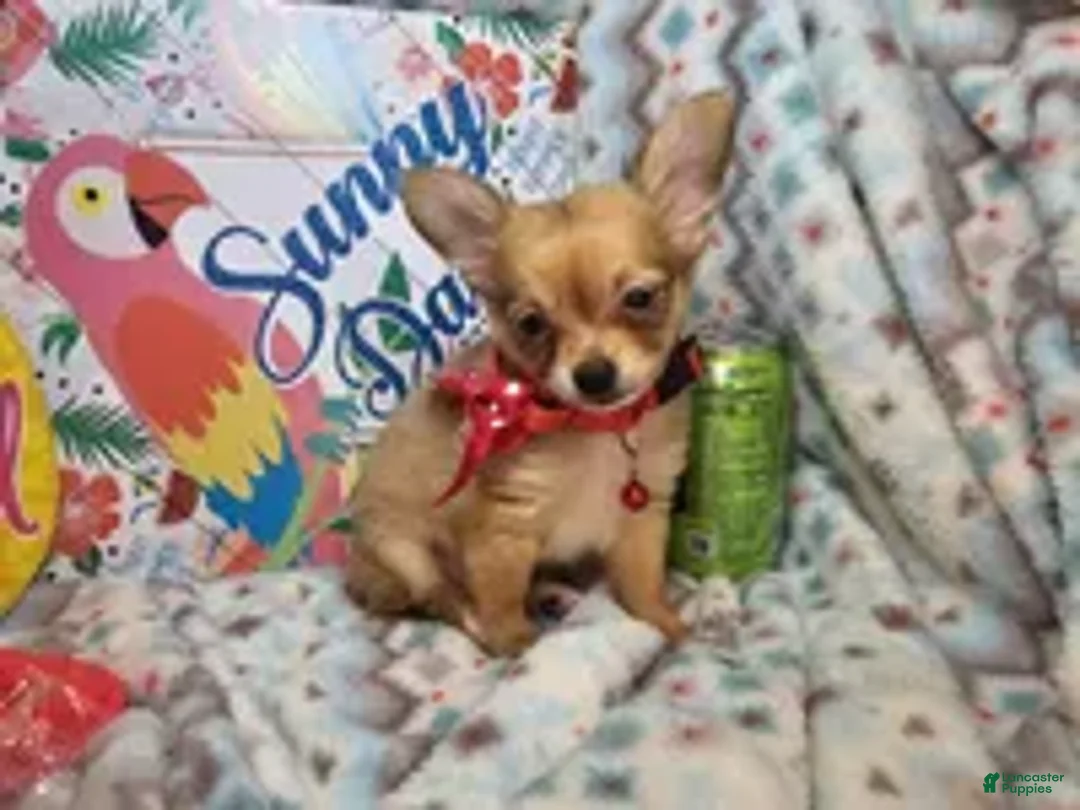 Chihuahua dogs for sale: Express Yourself (LH) male - Ad 1