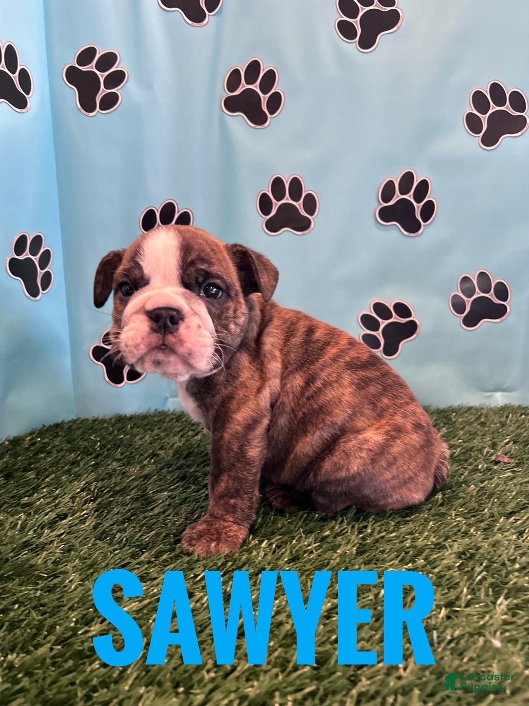 English Bulldog dogs for sale: SAWYER - Ad 3