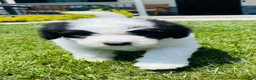 Sheepadoodle dogs for sale: Cookie  - Ad 5