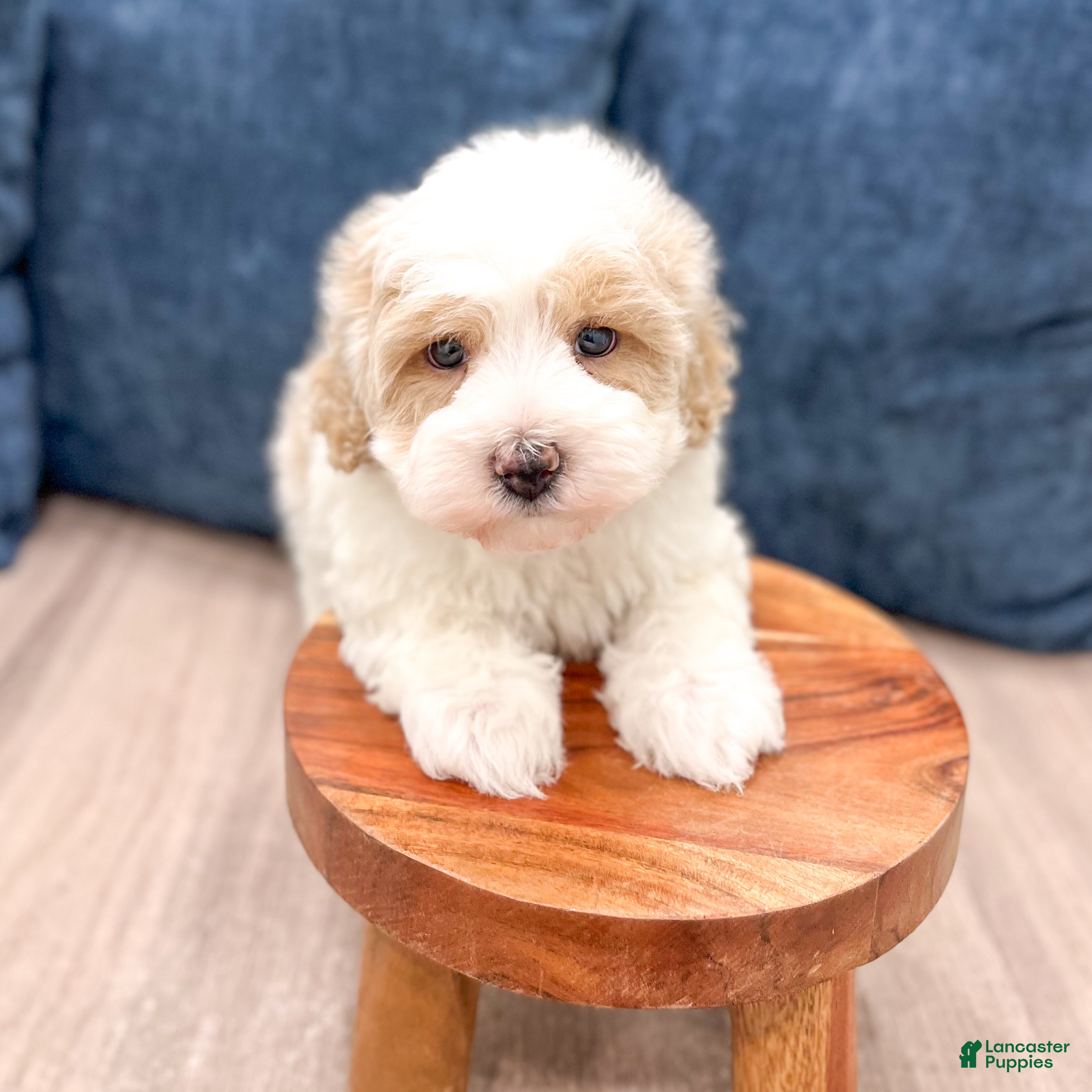 Havapoo dogs Harvey - Ad 2