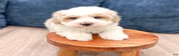 Havapoo dogs for sale: Harvey - Ad 2