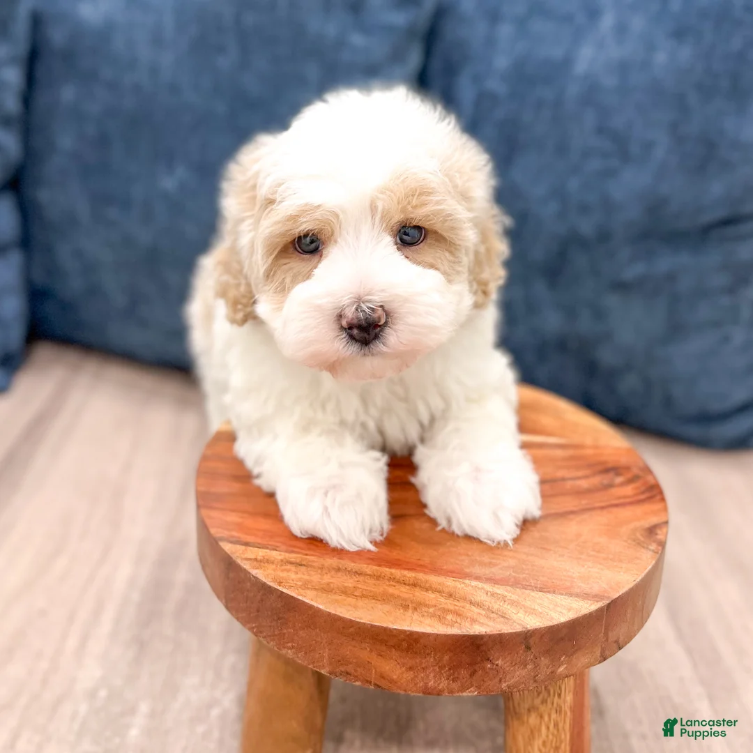 Havapoo dogs for sale: Harvey - Ad 2