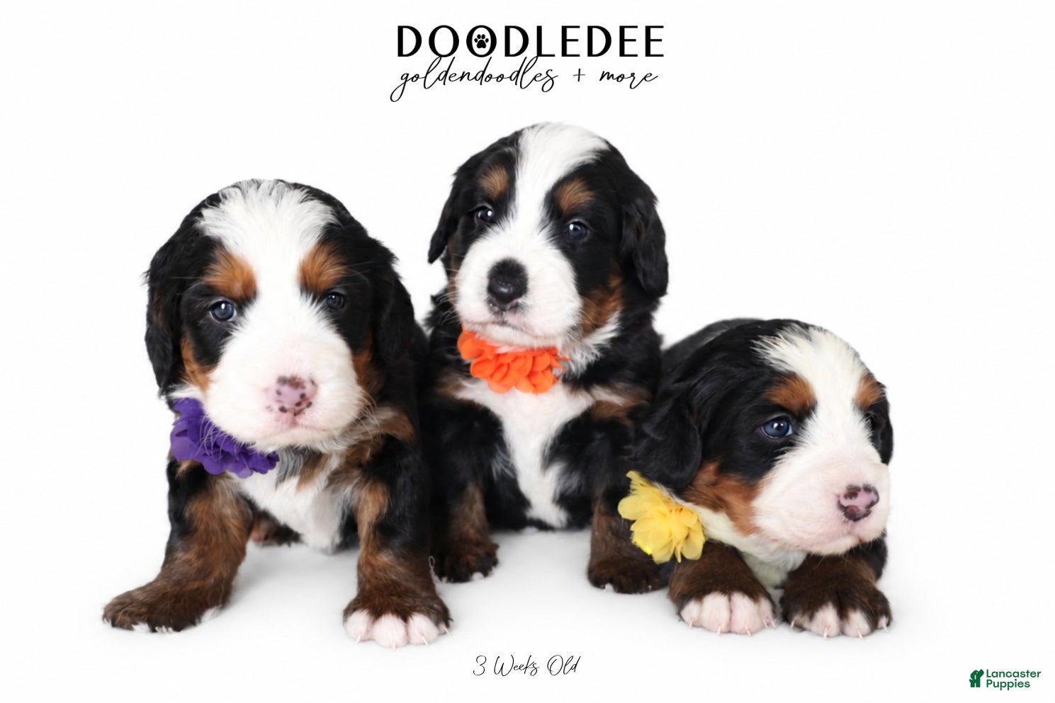 Bernedoodle dogs Ultra Bernedoodle Puppies - Ad 1