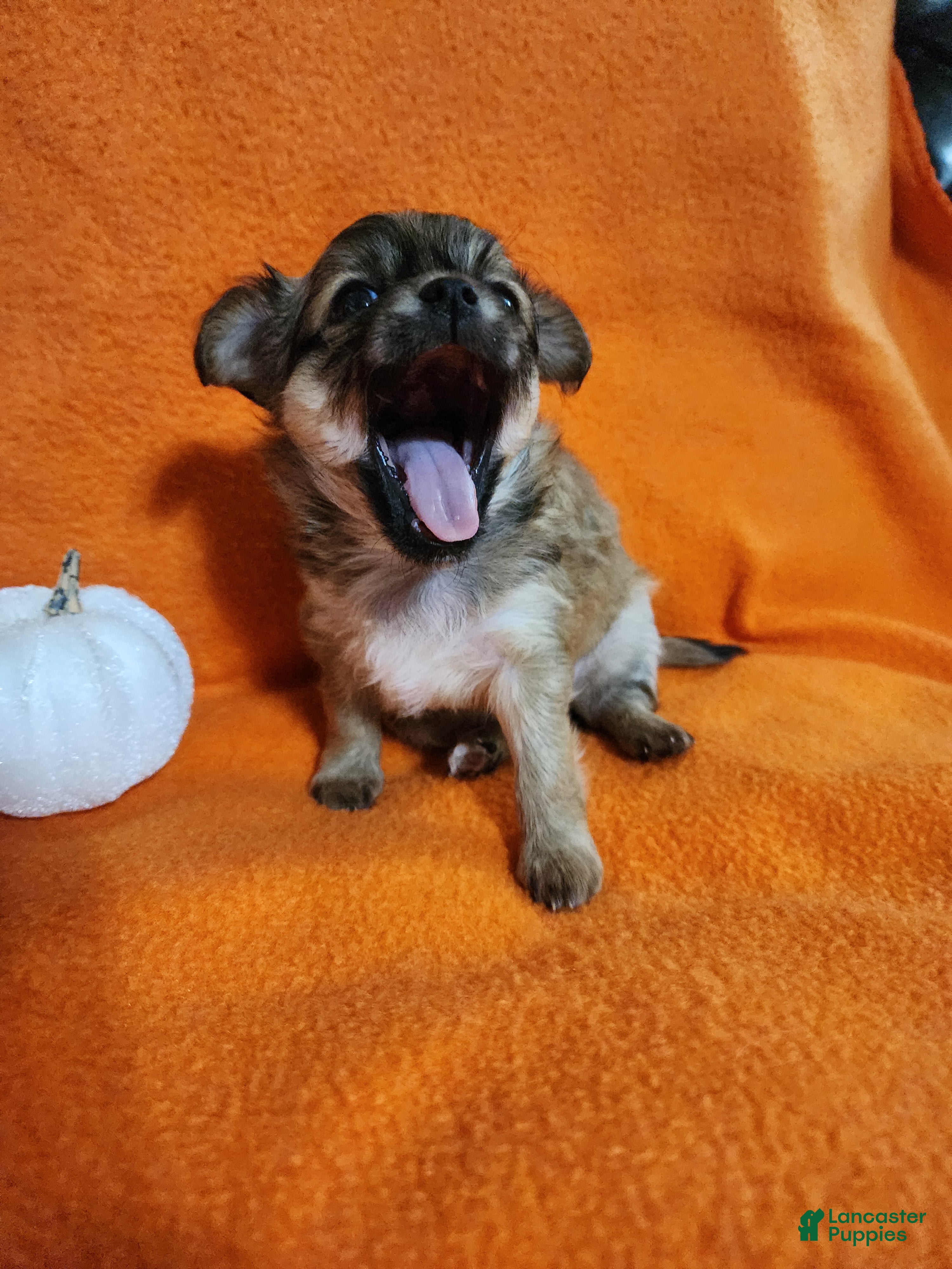 Chihuahua dogs El Chubbo  - Ad 2