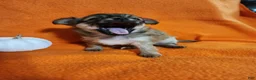 Chihuahua dogs for sale: El Chubbo  - Ad 2