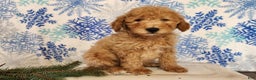 Mini Goldendoodle dogs for sale: Dover - Ad 4