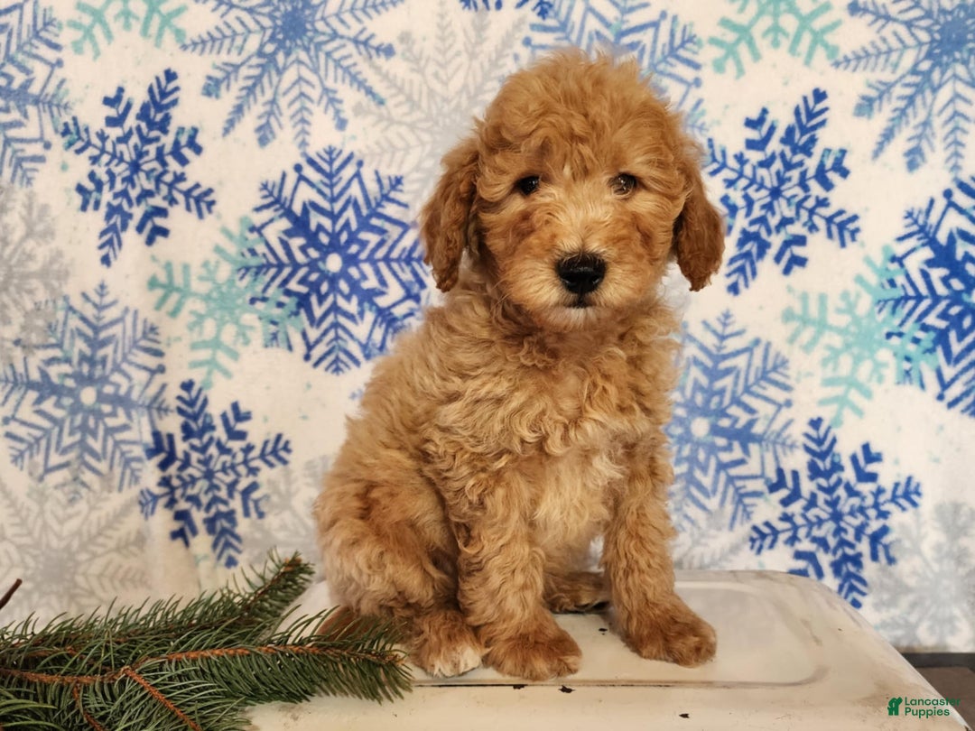Mini Goldendoodle dogs for sale: Dover - Ad 4