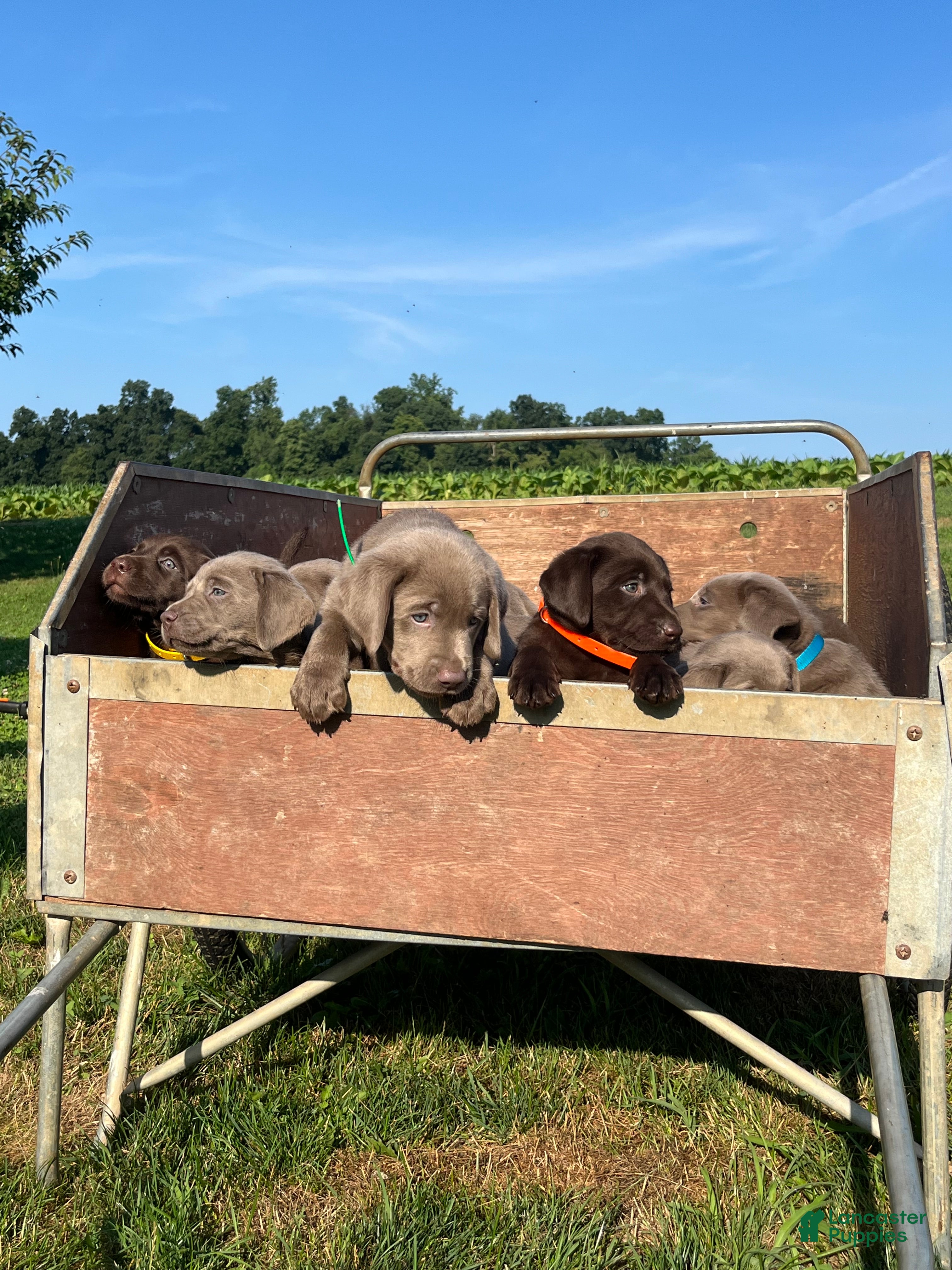 Labrador Retriever dogs Theo ❤️AKC Heart Tested blue  - Ad 2