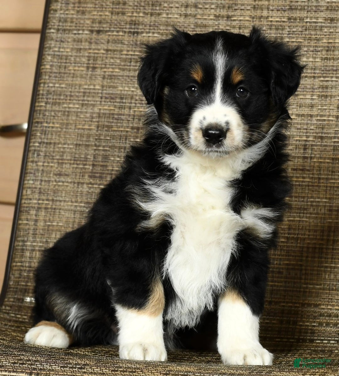 Miniature Australian Shepherd dogs for sale: Chestnut - Ad 3