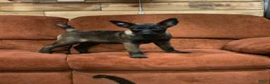 Mixed Breed Puppy 1