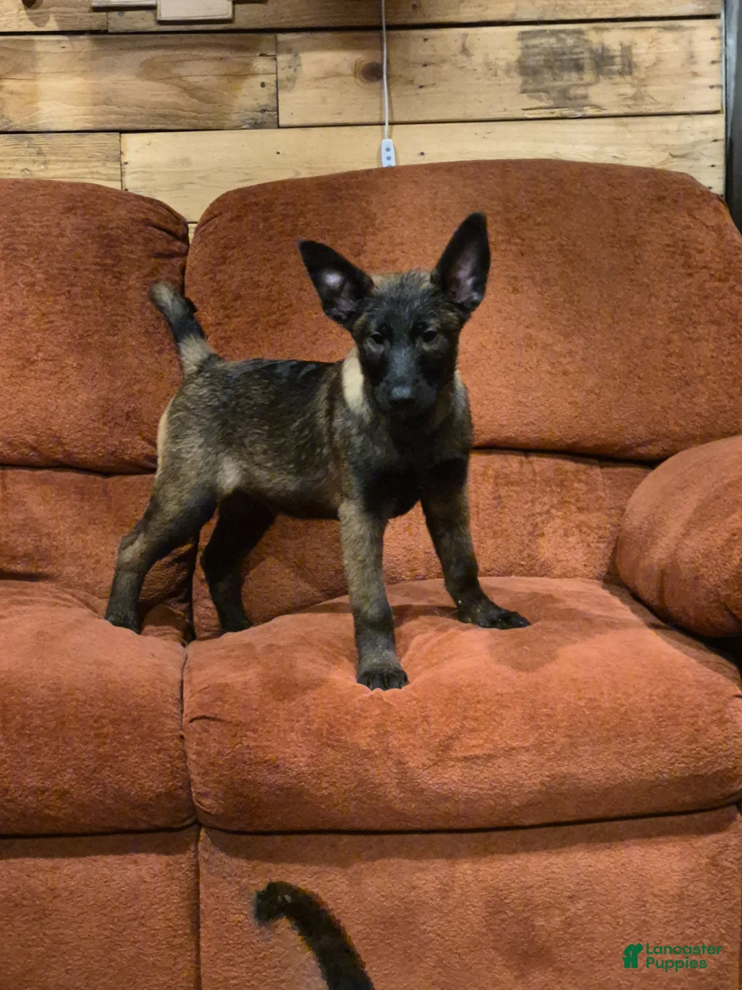 Mixed Breed dogs for sale: Mixed Breed Puppy 1 - Ad 1