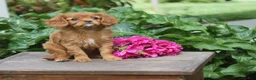 Cavalier King Charles Spaniel dogs for sale: Love Bug - Ad 3