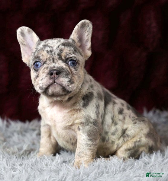 French Bulldog dogs Twilight - Ad 12
