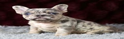 French Bulldog dogs for sale: Twilight - Ad 1