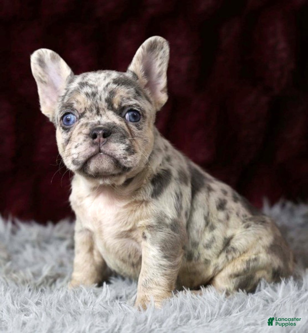 French Bulldog dogs for sale: Twilight - Ad 1