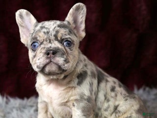 French Bulldog dogs Twilight - Ad 12