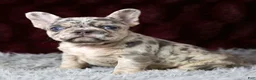 French Bulldog dogs for sale: Twilight - Ad 6