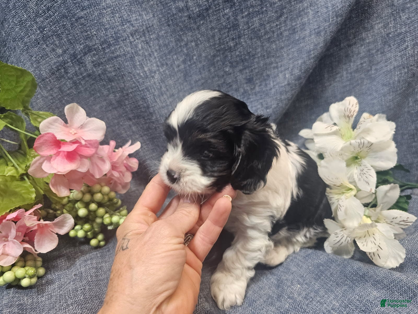 Cavapoo dogs Knox (Male) - Ad 1