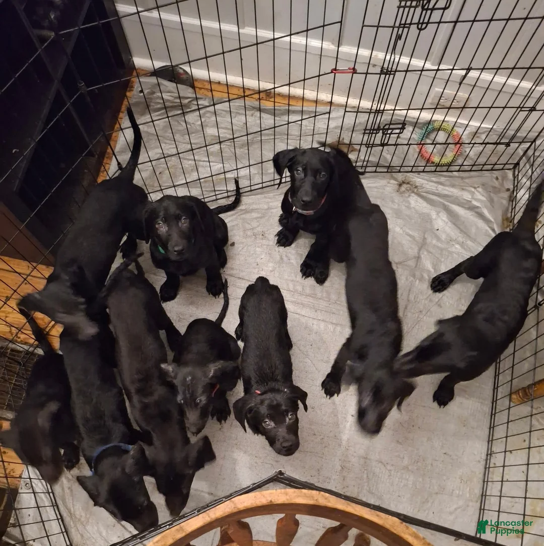 Labrador Retriever dogs for sale: Labrador Retriever Puppy 3 - Ad 3