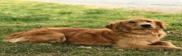 Golden Retriever dogs for sale: Daisy - Ad 4