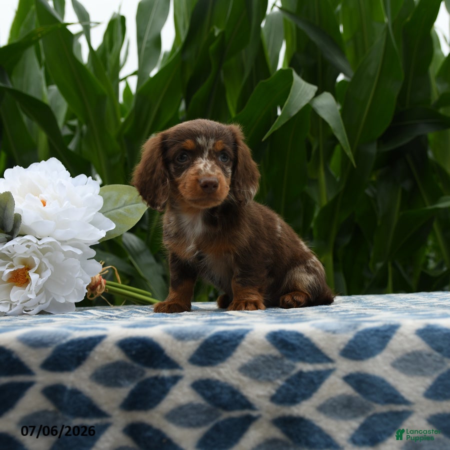 Miniature Dachshund dogs Couger - Ad 1