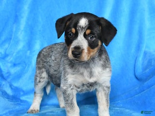 Australian Cattle Dog dogs - Ad 38