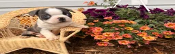 Boston Terrier dogs for sale: Bluey  - Ad 5