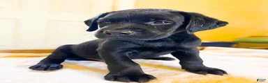 Jet