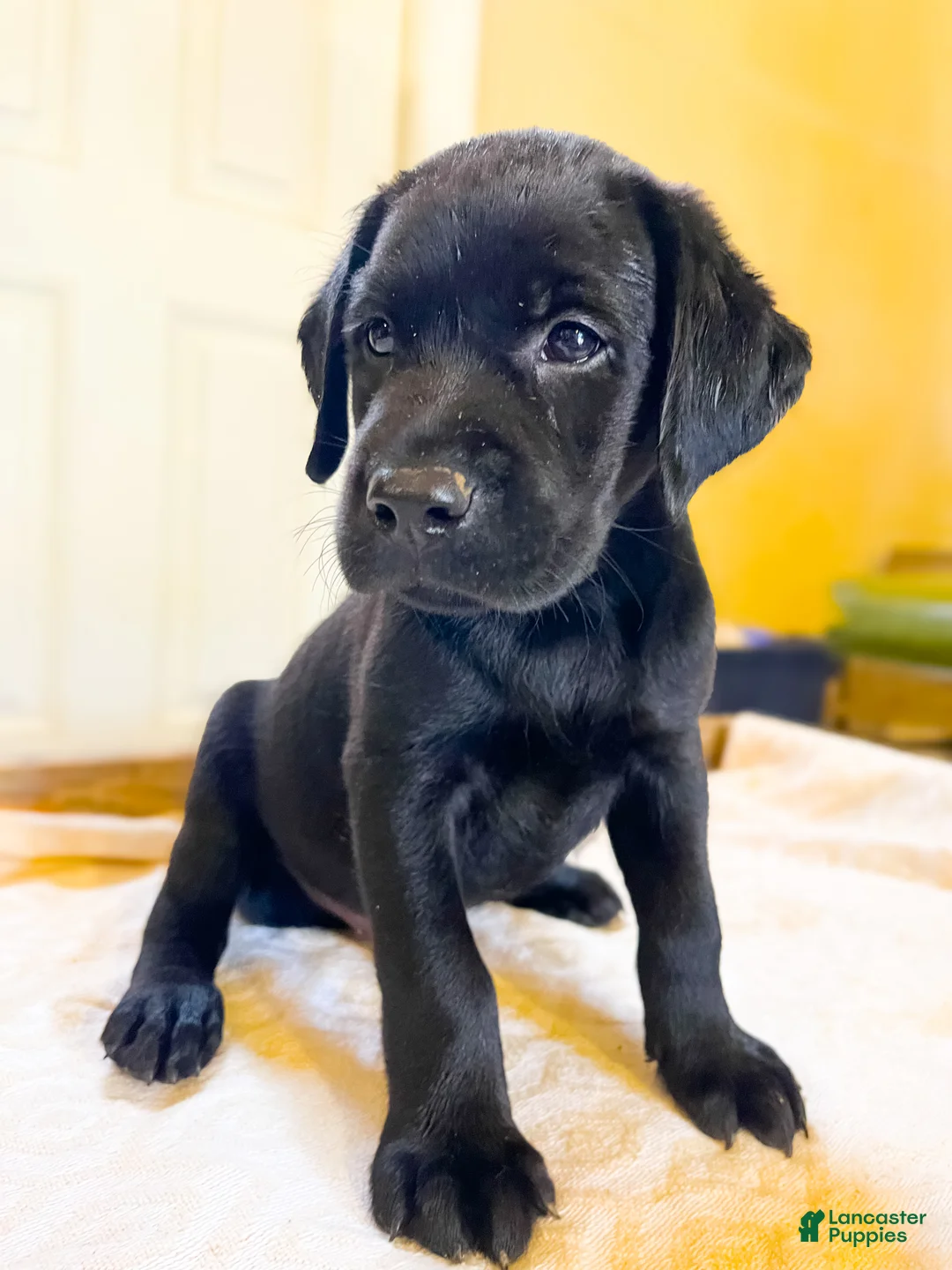 Labrador Retriever dogs for sale: Jet - Ad 1