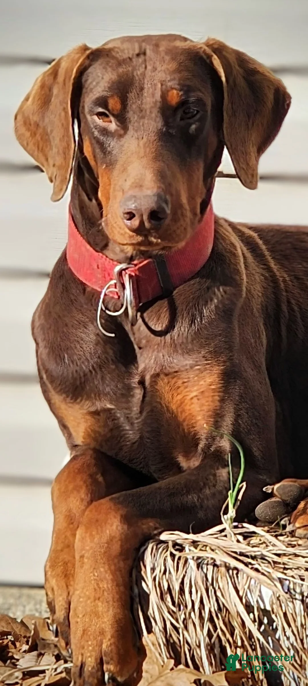 Doberman Pinscher dogs for stud: Stud red Doberman  - Ad 3
