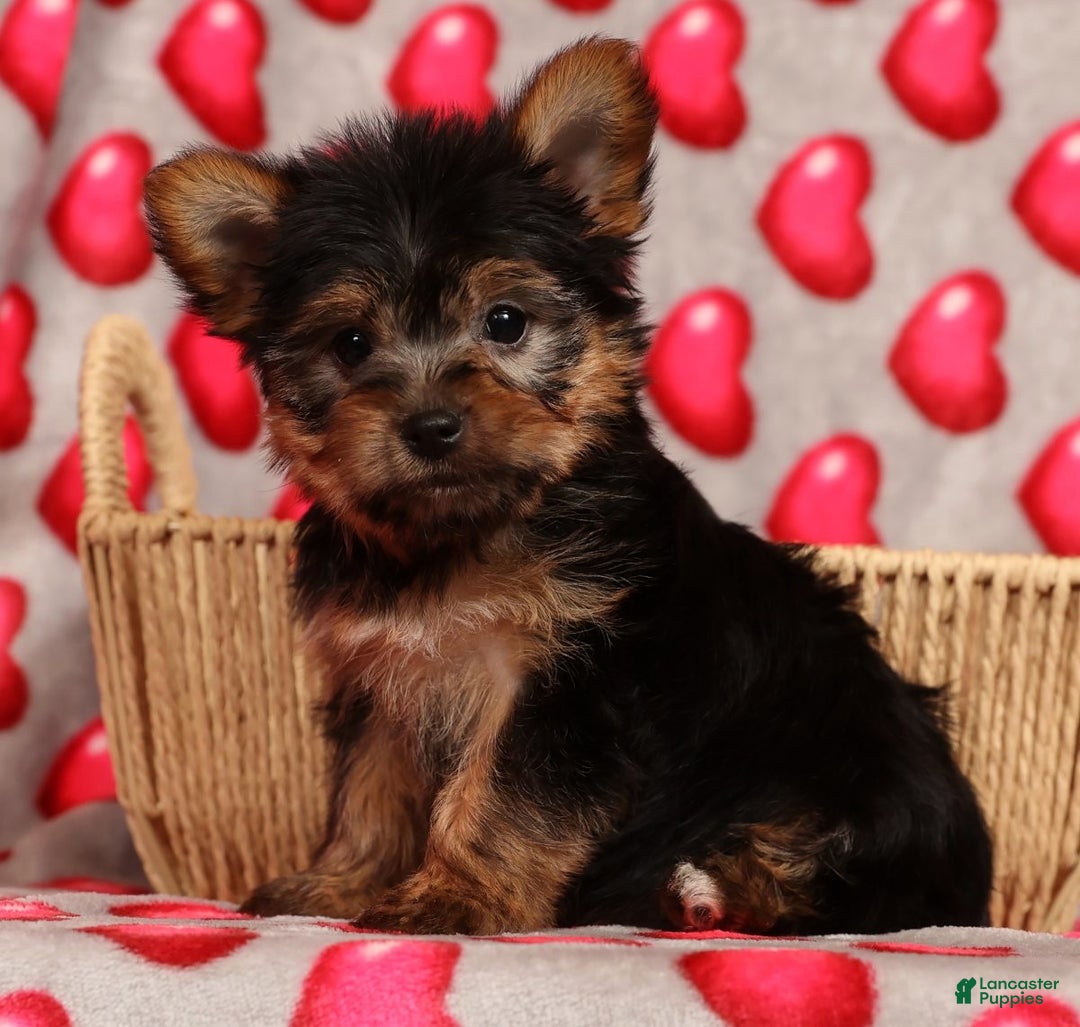 Yorkshire Terrier dogs for sale: Amelia - Ad 7