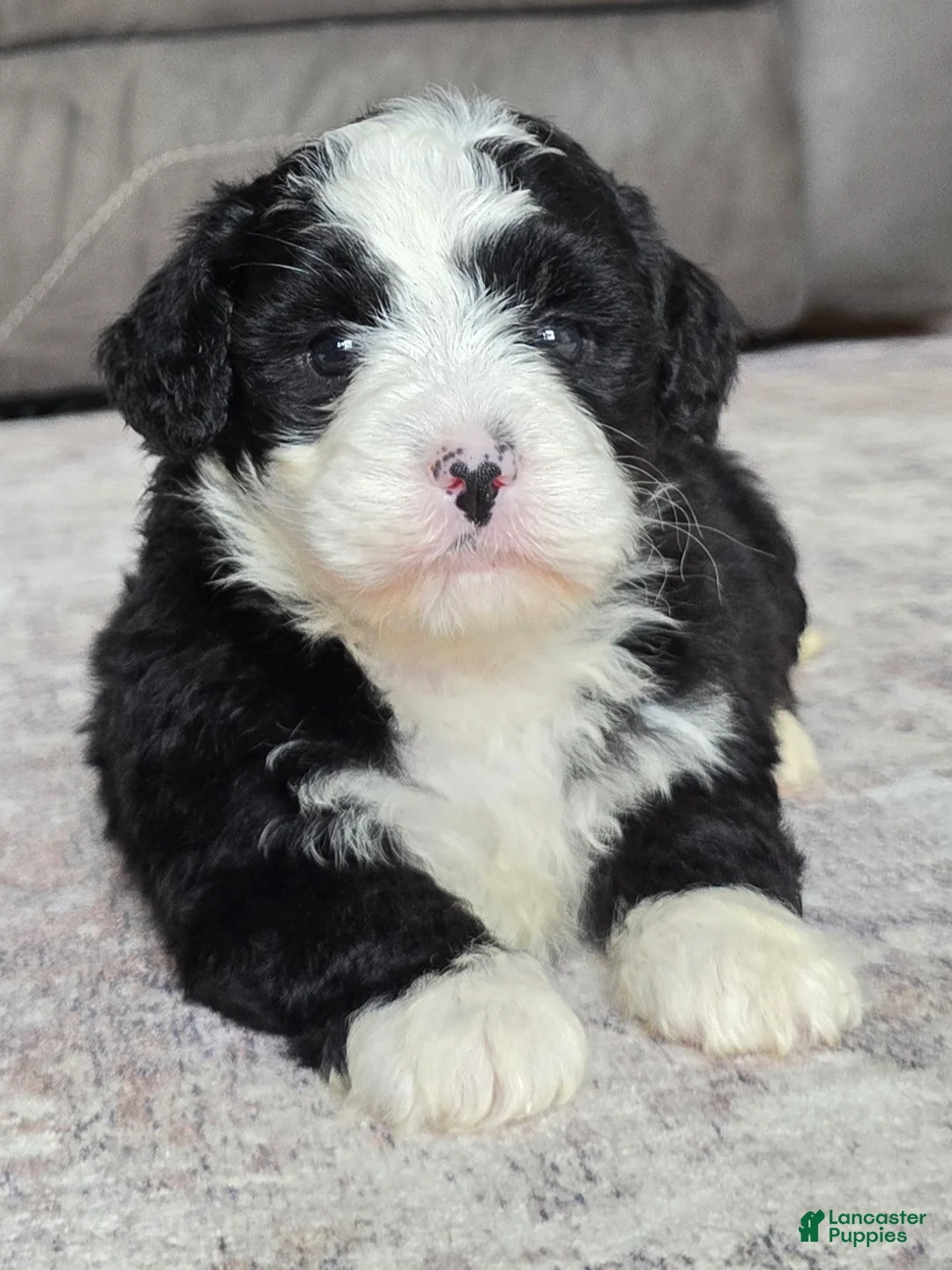 Mini Bernedoodle dogs for sale: Mini Jackie - Ad 2