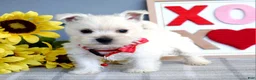 West Highland Terrier dogs for sale: Bella - Ad 6