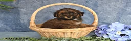 Havapoo dogs for sale: Brownie - Ad 4