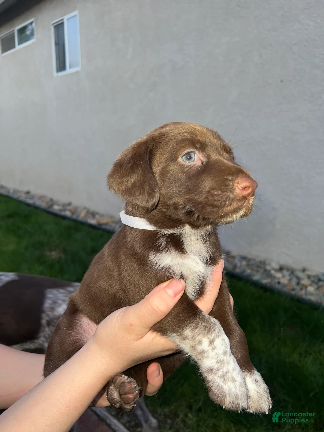 German Shorthaired Pointer dogs for sale: German Shorthaired Pointer Puppy 5 - Ad 1