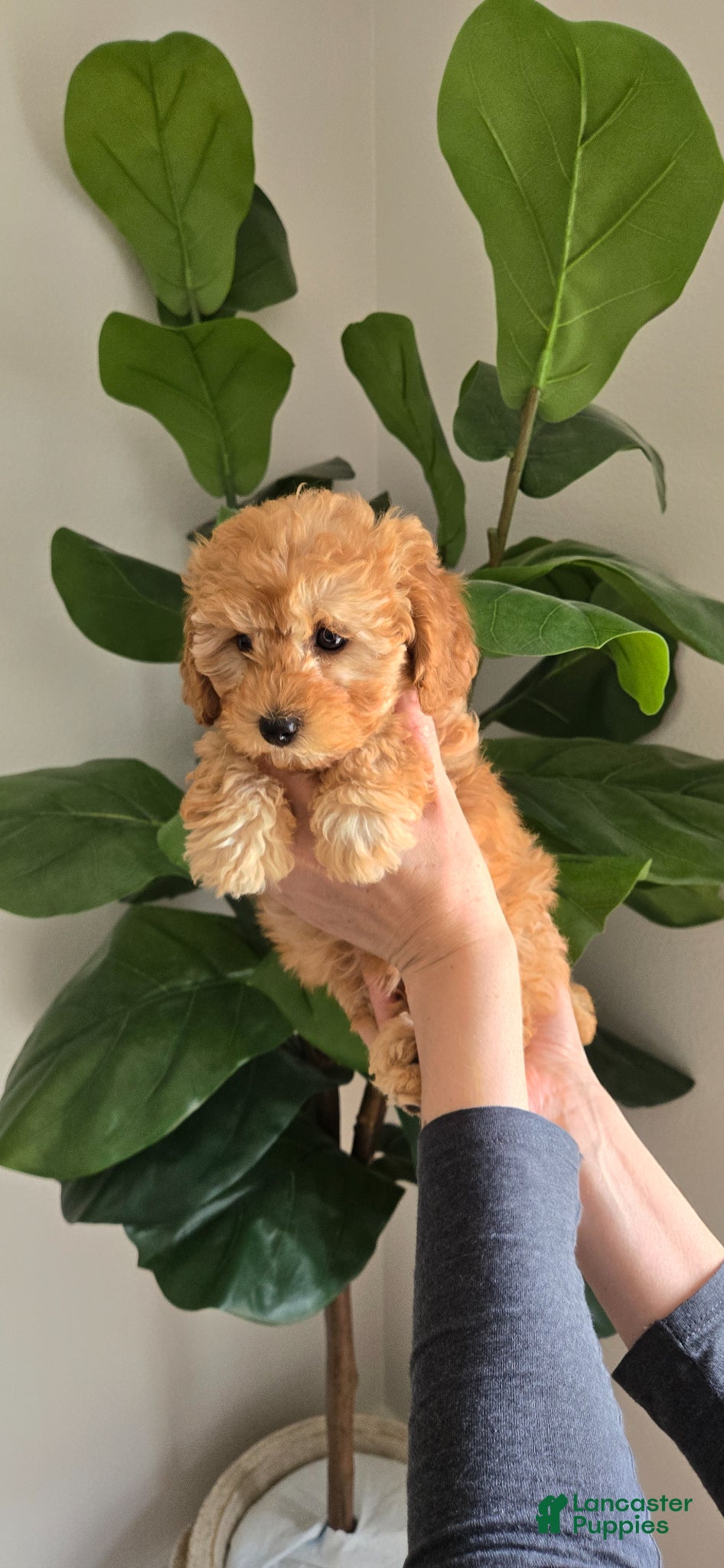 Toy Poodle dogs Toy Poodle Puppy 1 - Ad 12