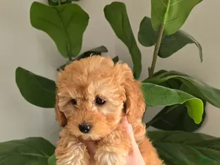 Toy Poodle dogs Toy Poodle Puppy 1 - Ad 12