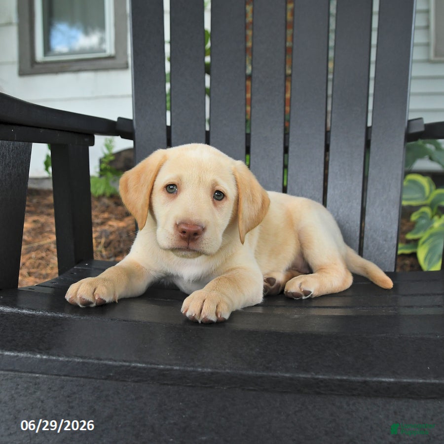 Labrador Retriever dogs Satin - Ad 2