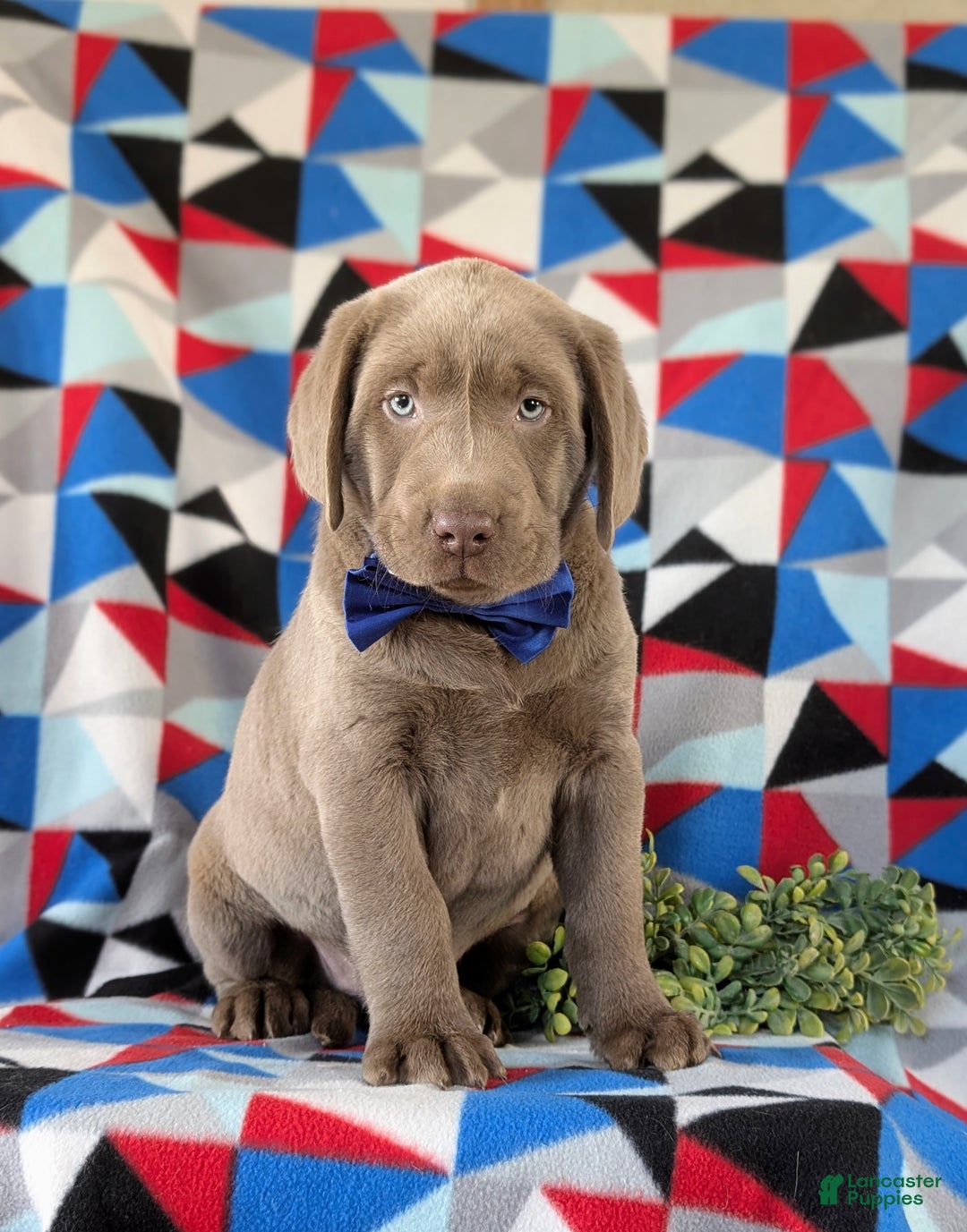 Labrador Retriever dogs for sale: Colton AKC Silver Lab - Ad 3