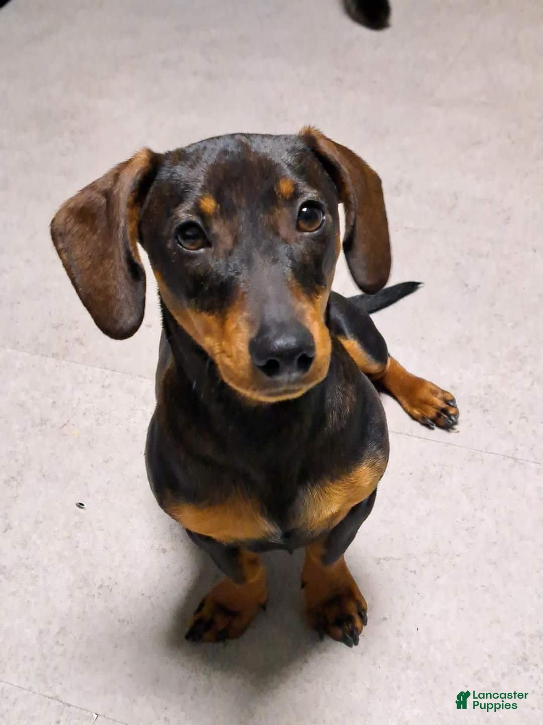 Mixed Breed dogs for sale: Yule - Ad 5