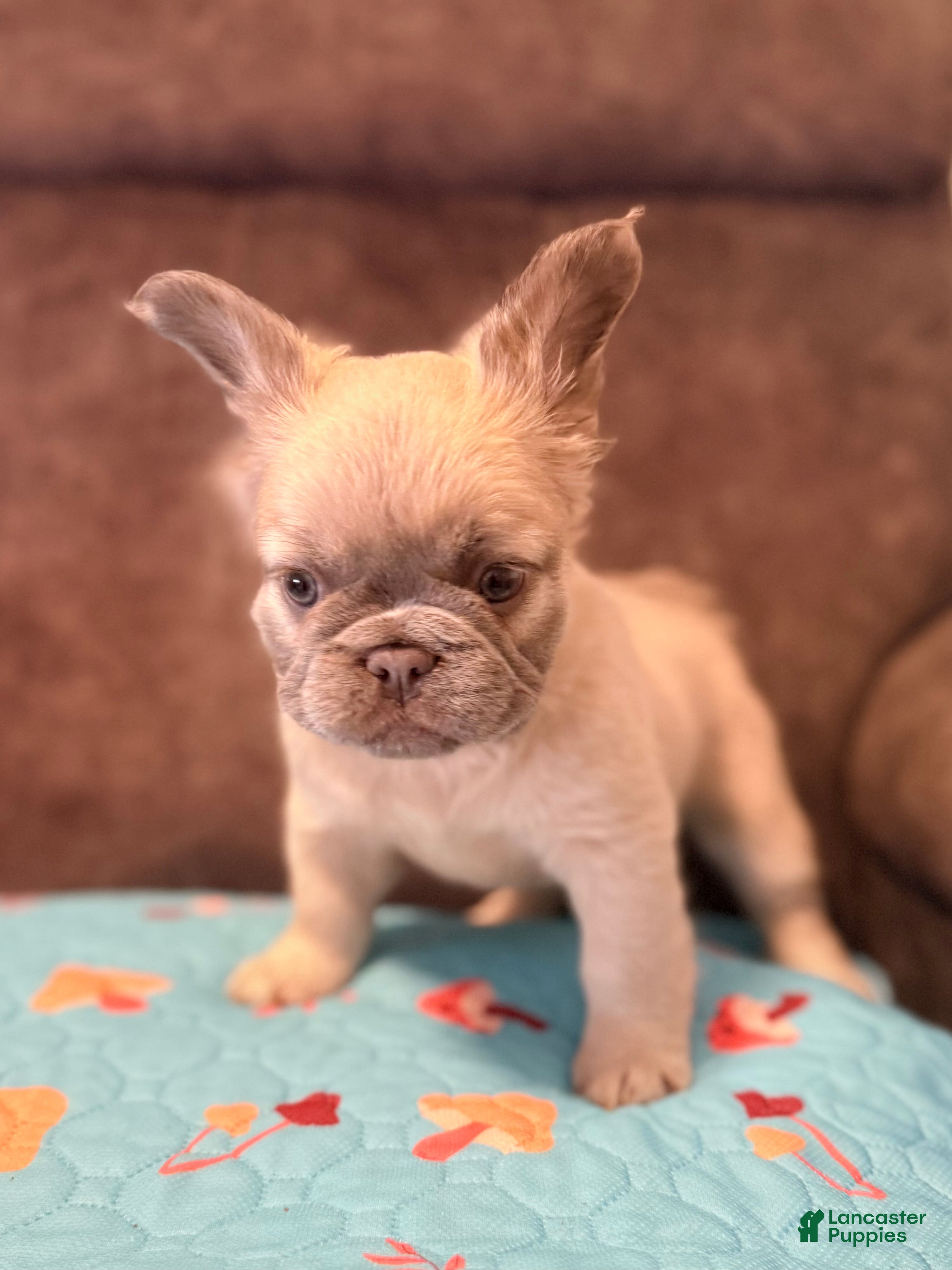French Bulldog dogs French Bulldog Puppy 5 - Ad 1
