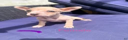 Mixed Breed dogs for sale: Mini - Ad 3